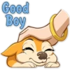 Chihuahua Chica (xtzv3qfws9)