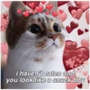 Love Cats (zx5qhrw46n)