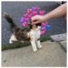 Love Cats (s6cyzxdpnt)