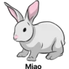 أرنب (hkyzpg5nv4)
