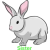 أرنب (57nxfpkdgb)