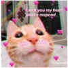 Love Cats (kyd4m7v2c5)