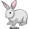 أرنب (wfhyxtgvmc)
