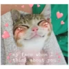 Love Cats (wx2czbh7gv)