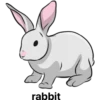 أرنب (xznt5wsyj2)