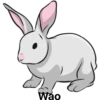 أرنب (nhqs9jtr4w)