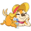 Chihuahua Chica (yzjpg9s2b6)