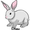 أرنب (w8hqtxvnyk)