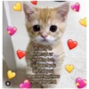 Love Cats (4xn2b3wvdr)