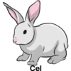 أرنب (53tz9cdhvk)