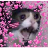 Love Cats (62m5kfrsgv)