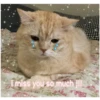 Love cats 2 (fchyg6dxb8)