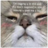 Love cats 2 (j29hd5xrzf)