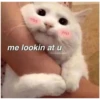 Love cats 2 (6dkqs5mwt8)