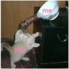 Love cats 2 (7h59fqjm8w)