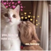 Love cats 2 (cxwjsv42rk)