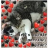 Love cats 2 (rkcy653xqw)