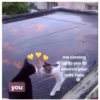 Love cats 2 (vp8gdbx76h)