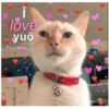 Love cats 2 (g7s8zr2nmj)