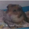 شيتبوست: ابن زانية (ynwsh23t79)