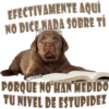 كلاب وقحة للرد (tm8yr97xsp)