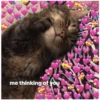 Love cats 2 (hqmw598xvz)