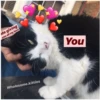 Love cats 2 (pb8sk52cj4)