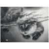 أبيض وأسود 3 (tyrw7bg2m3)
