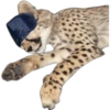 نائم بقناع