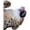 لسان بارز