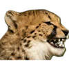 ملف شرس