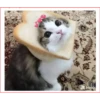 قطة بالخبز