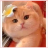 قطة بالزهرة
