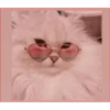 قطة نظارات قلب