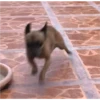 CHIHUAHUAS