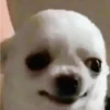 Chihuahua 2 ⚪⚪