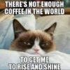 Grumpy Cat Edition 2🐾 (dtb2fpg9sn)