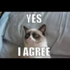 Grumpy Cat Edition 2🐾 (q9jx5tbk4s)