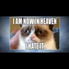 Grumpy Cat Edition 2🐾 (9hzsbqr6k7)
