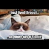 Grumpy Cat Edition 2🐾 (zt5y28kswm)