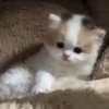قطة صغيرة مُخطّطة فضفاضة