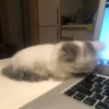قطة صغيرة نائمة على حاسوب محمول