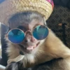 Monitos Random! 🐒 (sfxc3bhwqn)