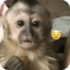 ردود فعل القرود 🐒 (zf2tk4cph7)