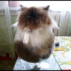 liquid cats (2tn8hsr4kg)