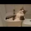 liquid cats (cb6nhtgmdx)
