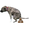 Food 2 (gy2wjcfz7v)