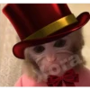 🐒⌛Various Monkey's⌛🐒 (9ngpht2mys)