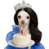 Princesa Chihuahua 👑💙 (s7fk23pwtg)