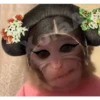 🐒⌛Various Monkey's⌛🐒 (7rt38shv6y)